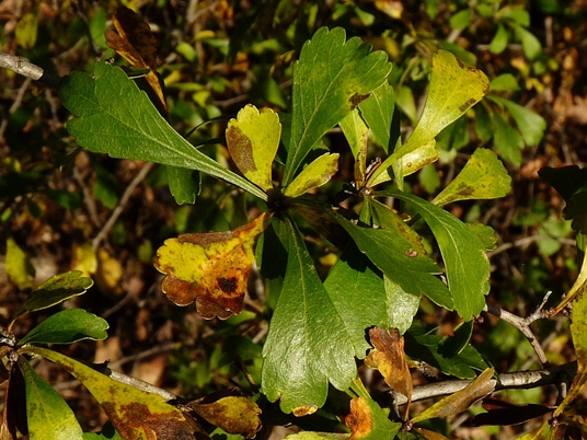 {Crataegus spathulata}
